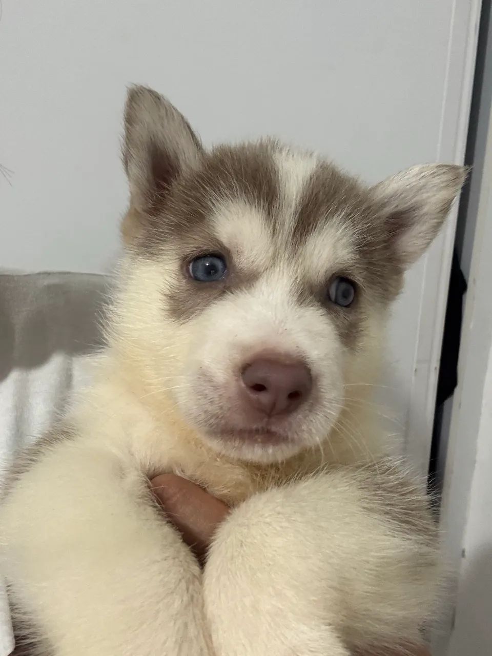 HUSKY SIBERIANO MACHO À VENDA!  - Foto 3