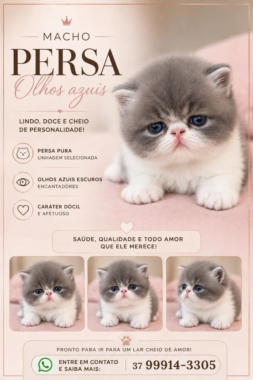 Filhotes Persa - Foto 3