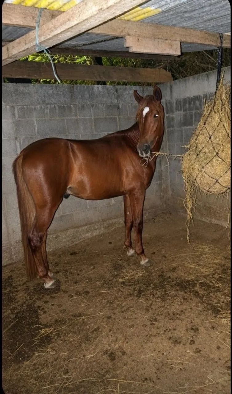 Cavalo - Foto 3