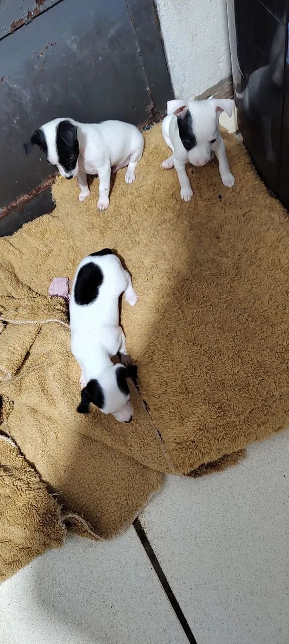 Pinscher  - Foto 3