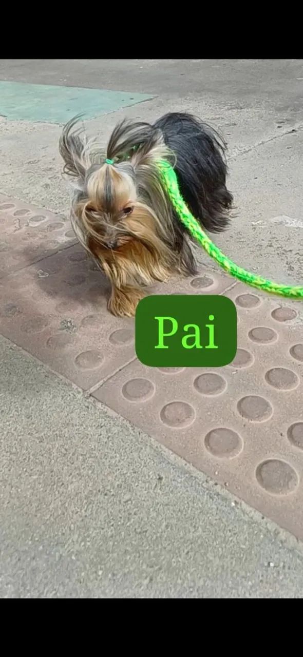 Filhotes de Yorkshire Terrier mini - Foto 3