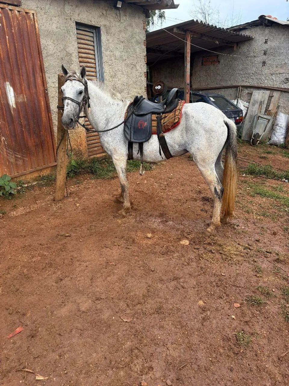 Égua piquirinha montada pra vender  - Foto 5