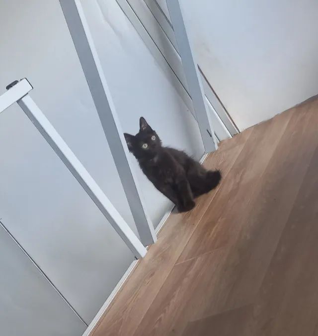 Gata - Foto 3