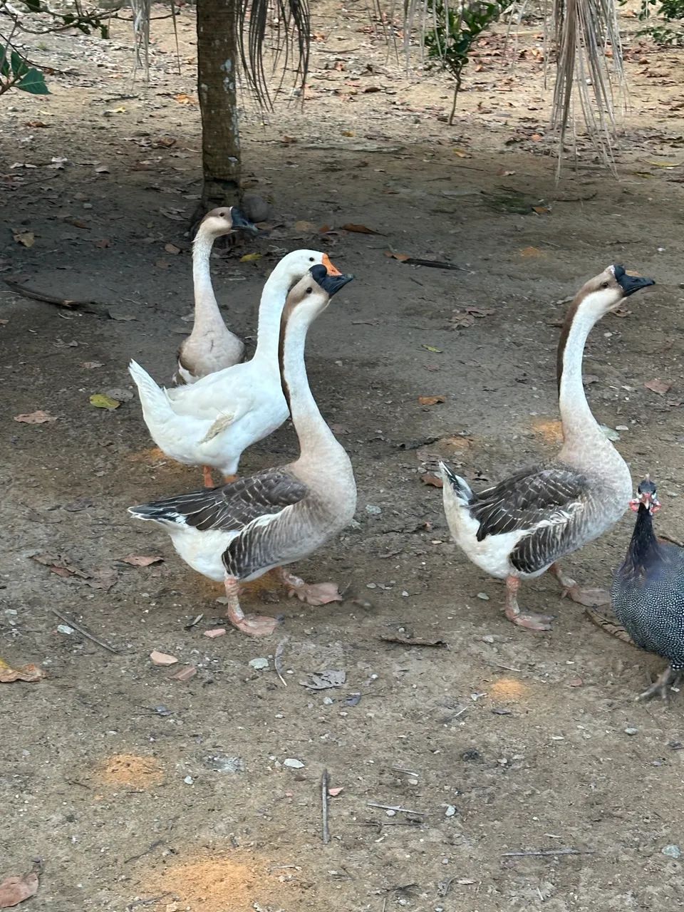 Gansos Machos adultos 