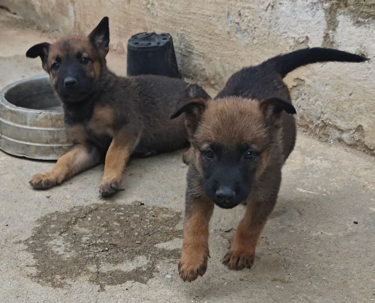 Pastor Belga Malinois - Foto 3