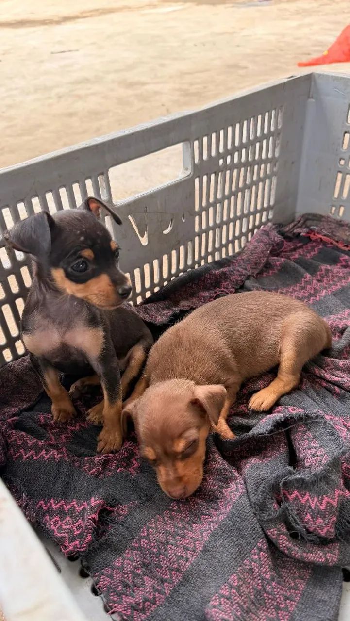 Filhote de Pinscher  2 - Foto 3
