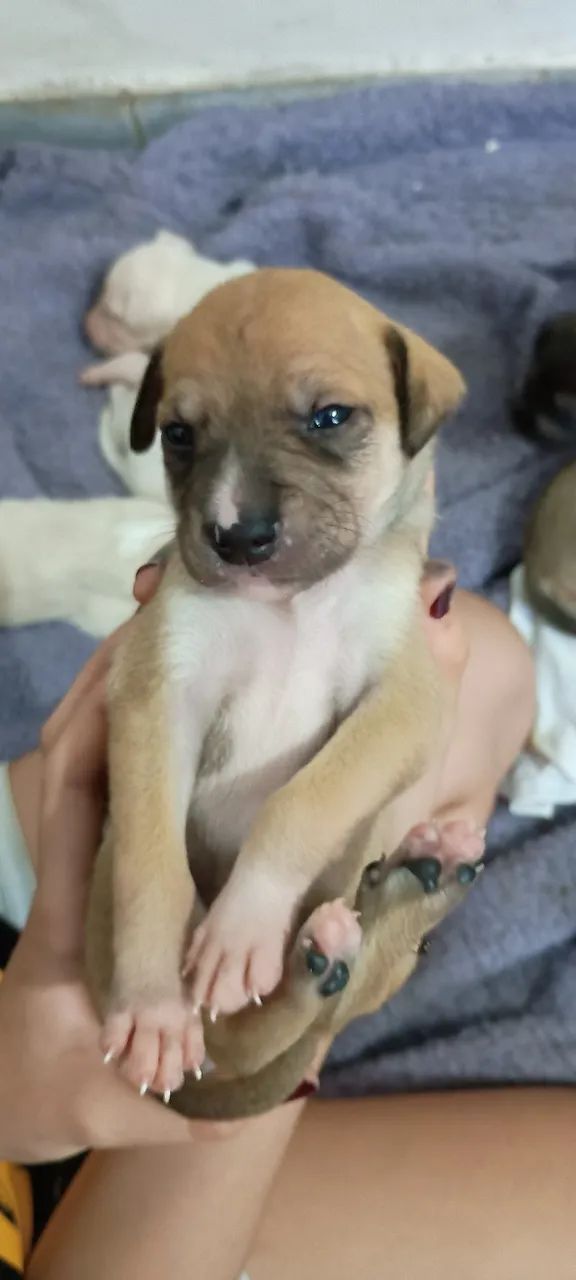 Cachorro  - Foto 4