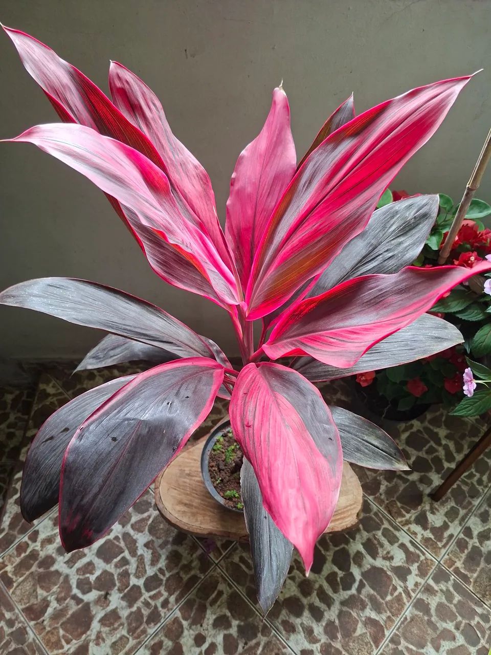 Dracena  - Foto 2