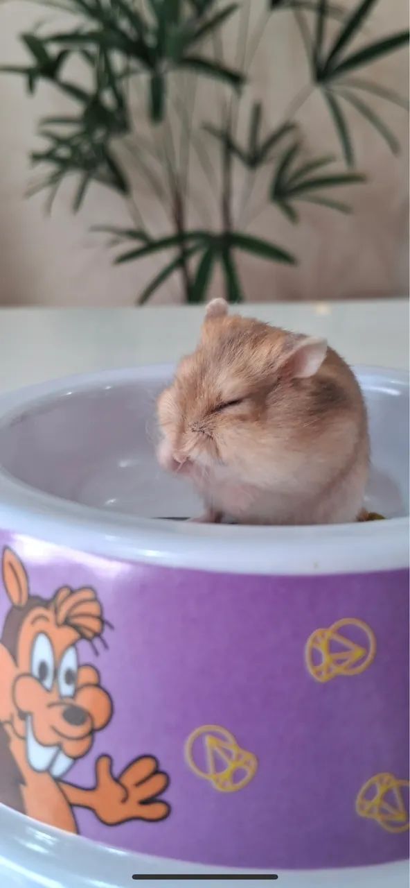 Hamster anao 