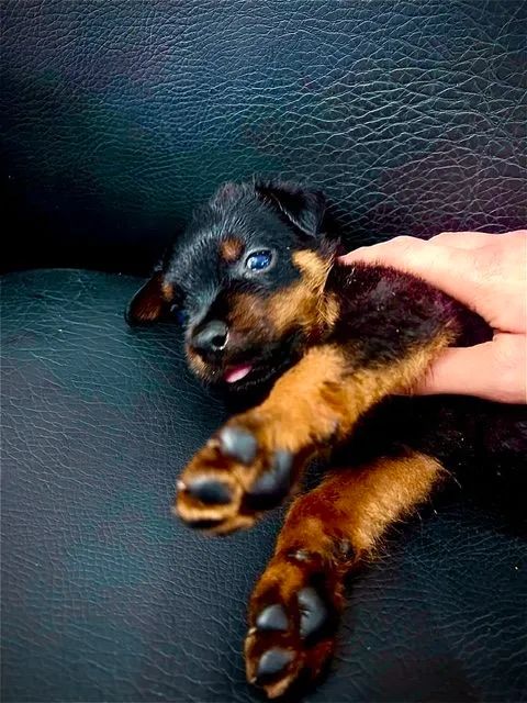 Filhotes de Rottweiler 