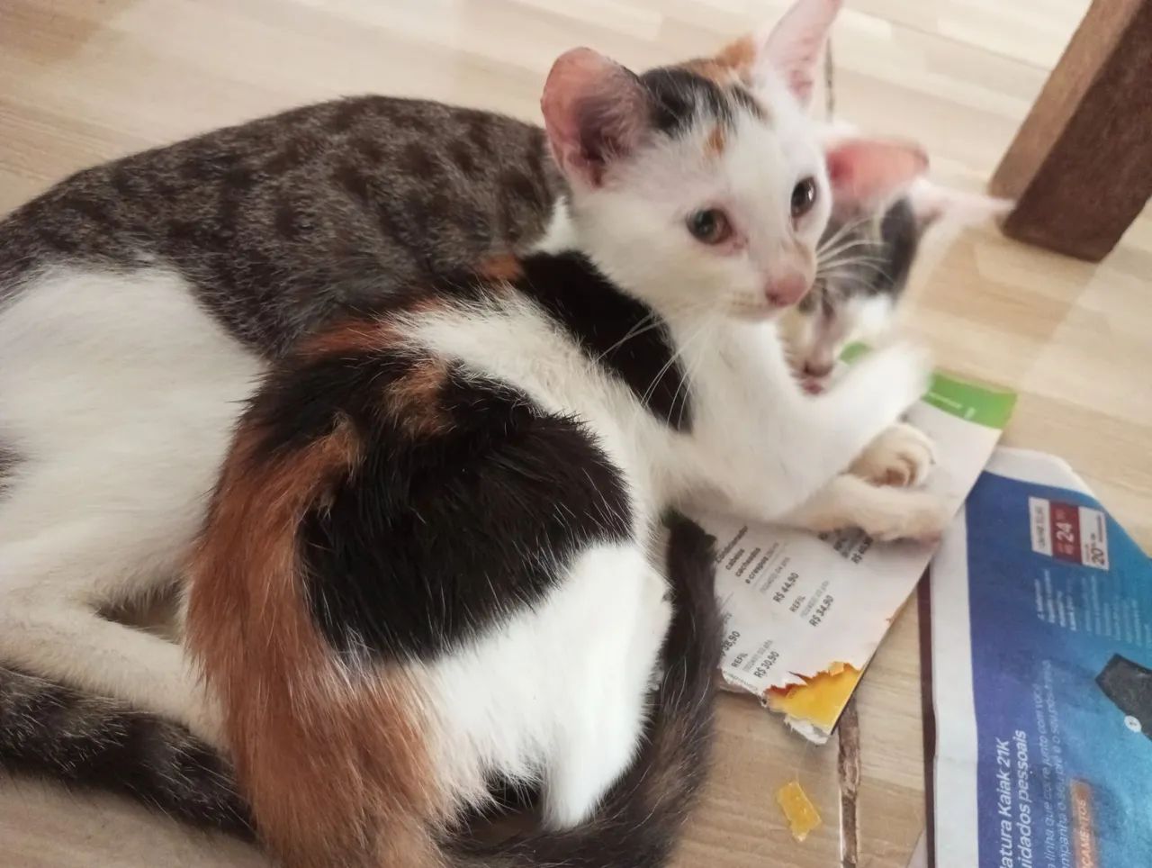 Doação responsável, leia com atenção a descrição - Foto 3
