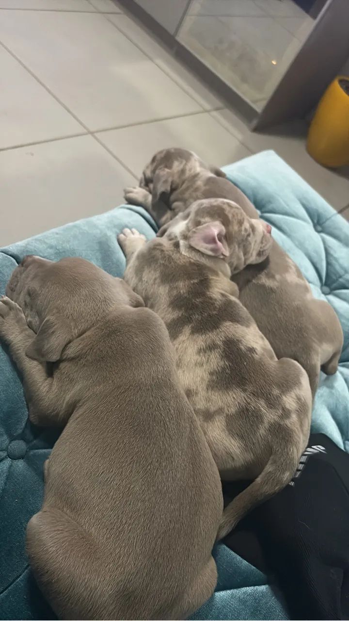 Cachorro - Foto 3