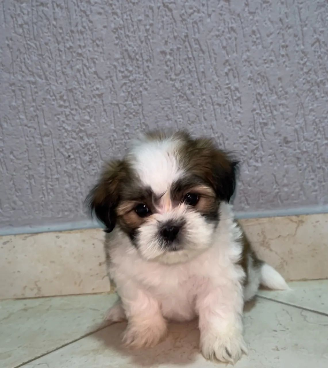 Vendo Shih Tzu - Foto 3
