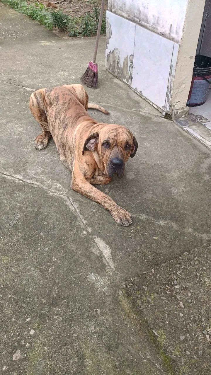 Fila brasileiro  - Foto 4