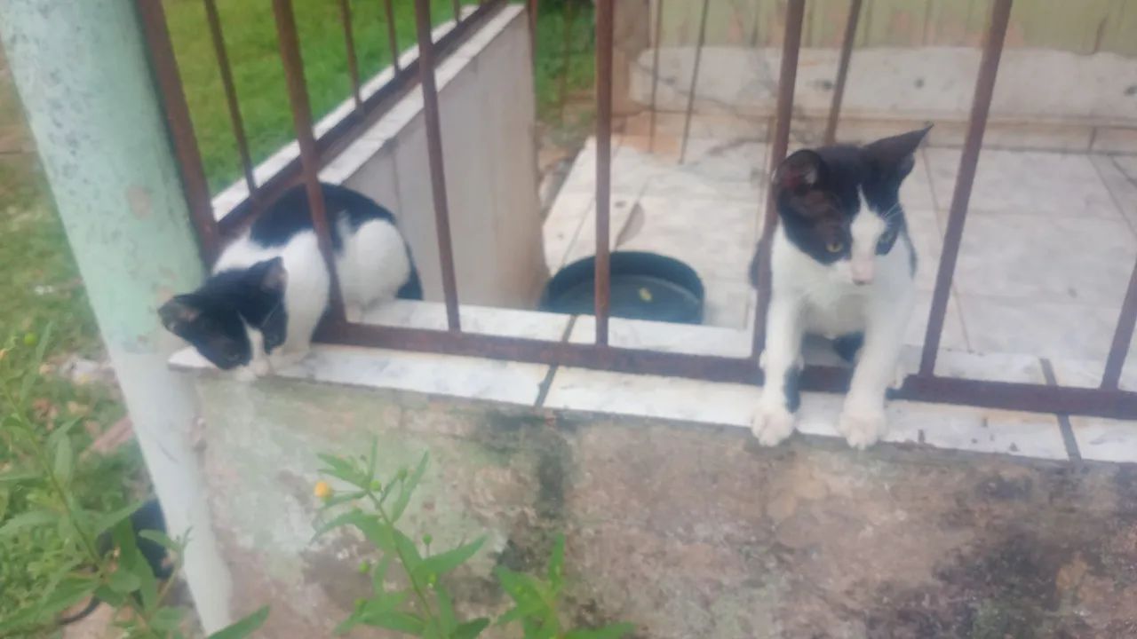 Gatos doação  - Foto 4