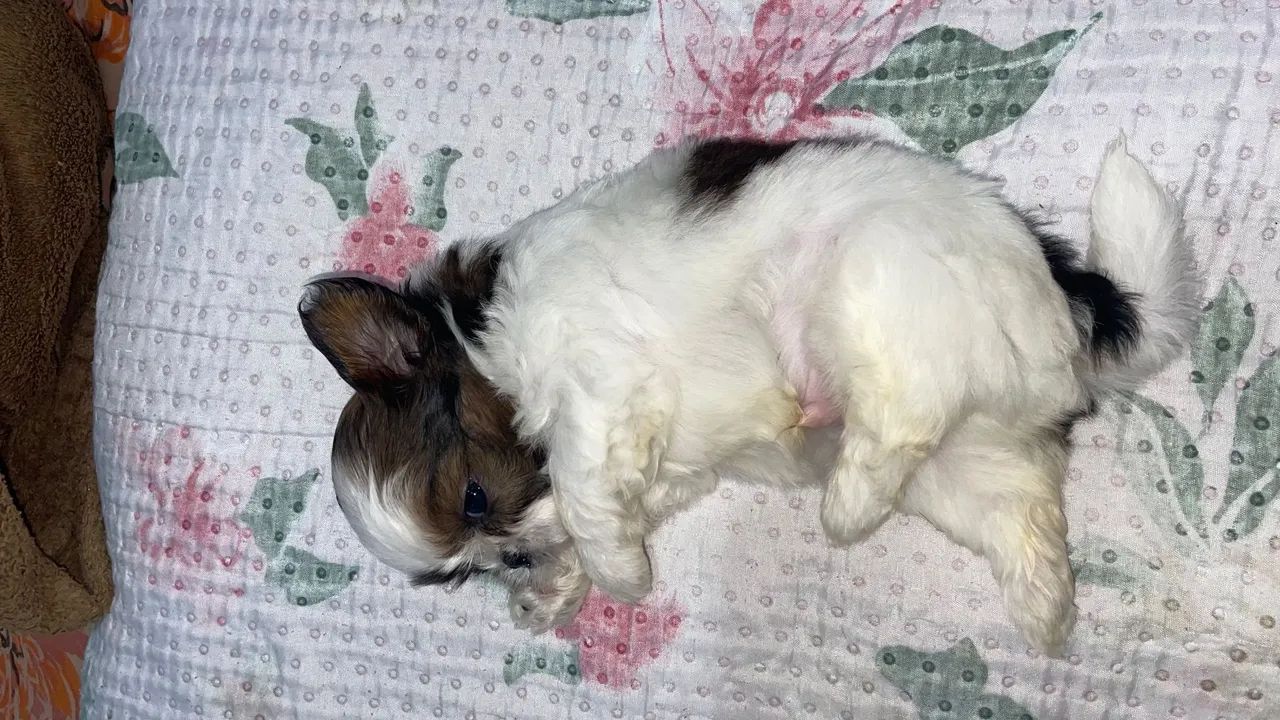Pet - Foto 3