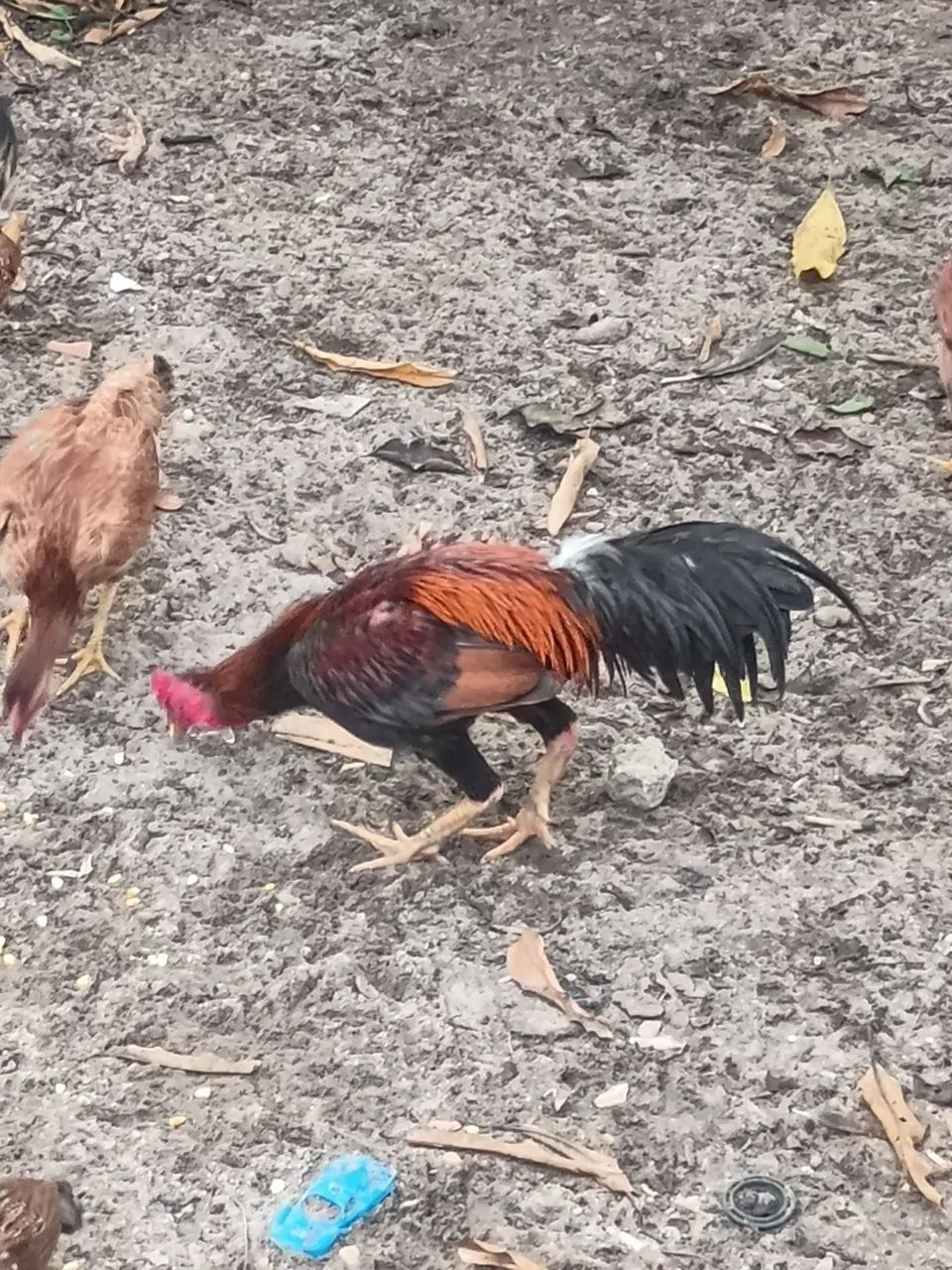 Frango - Foto 2