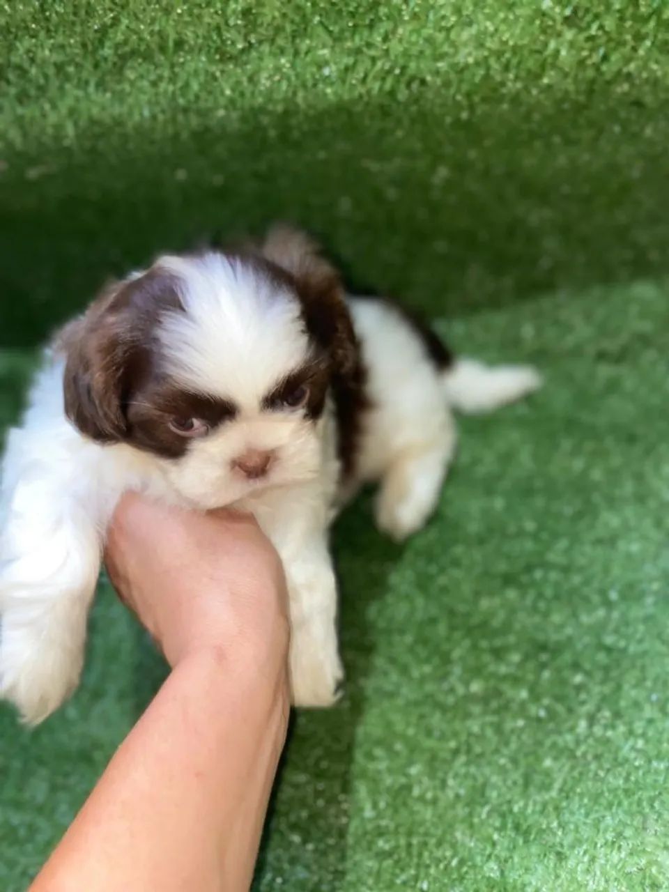 Shihtzu macho branco e chocolate  - Foto 2