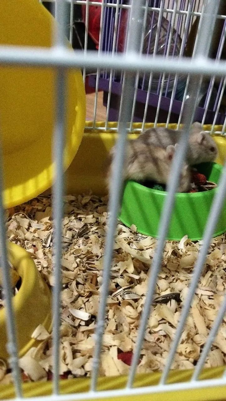 Hamster - Foto 3