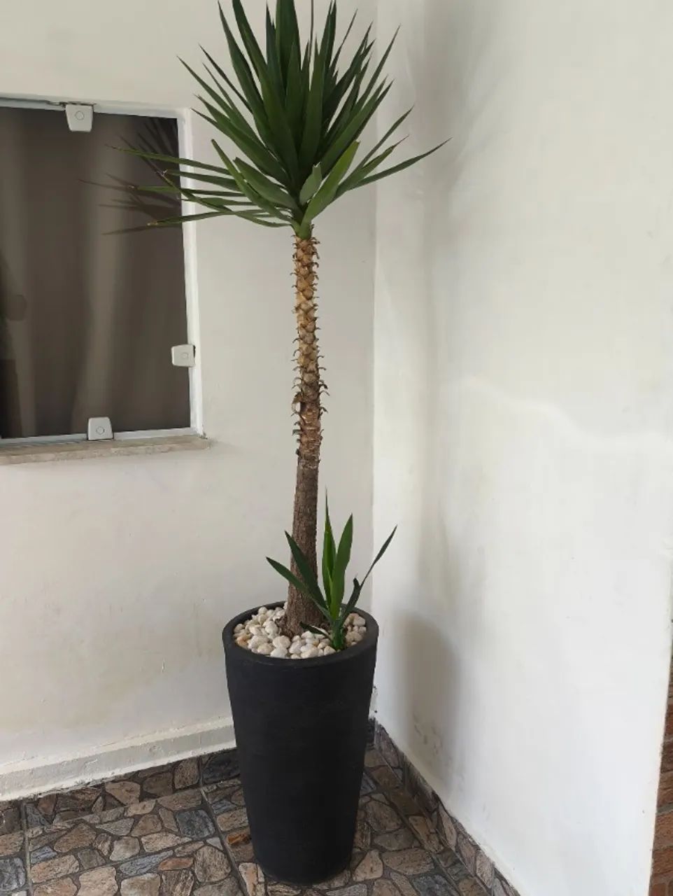 Vaso de planta - Foto 2