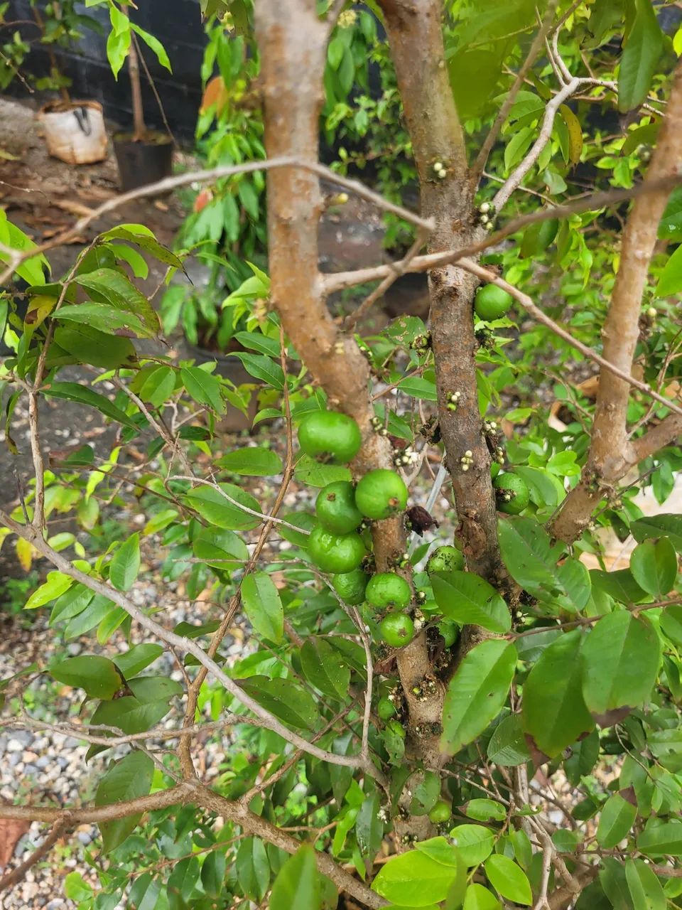 Jabuticaba 