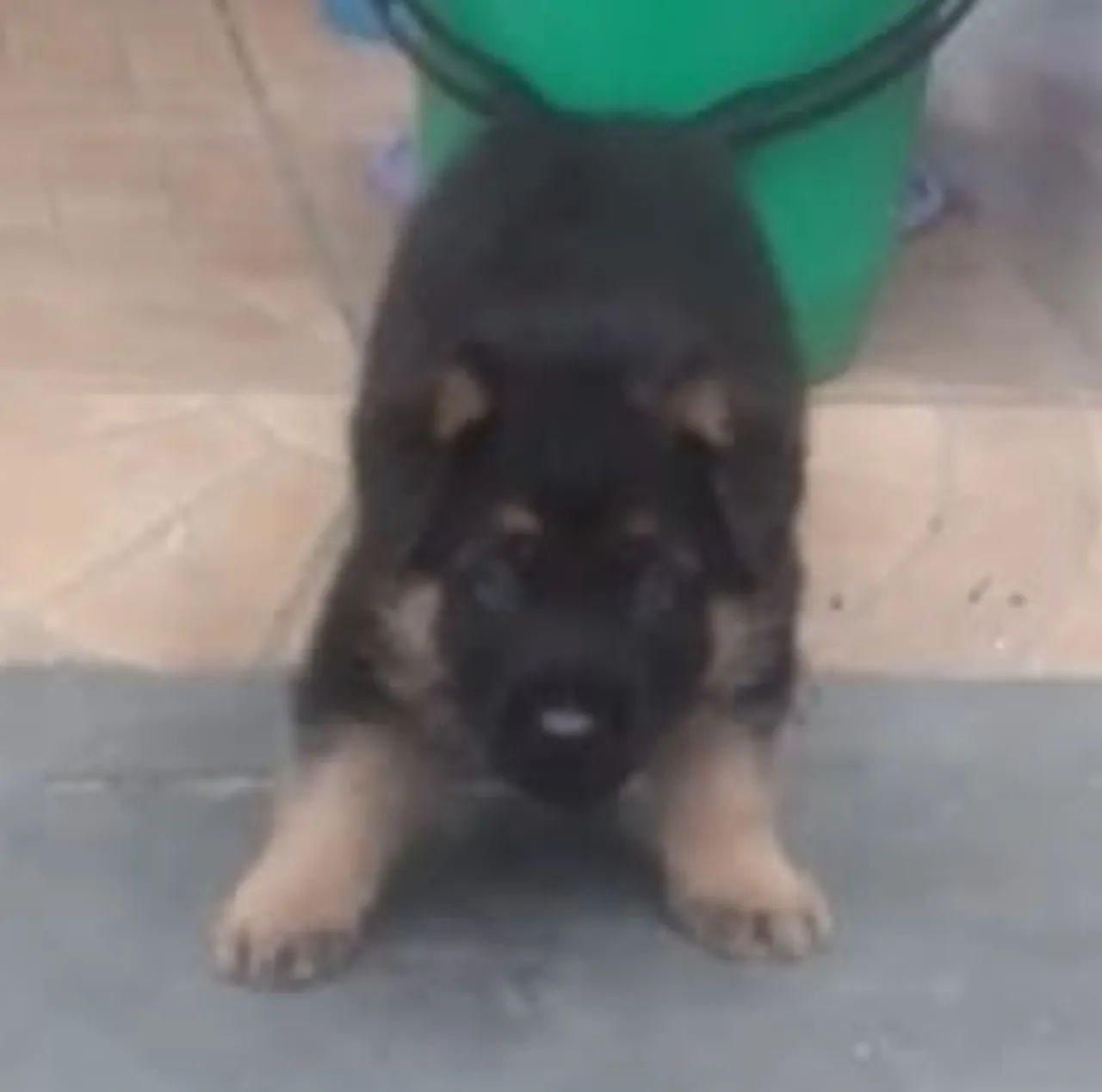 Pastor alemão capa preta - Foto 3