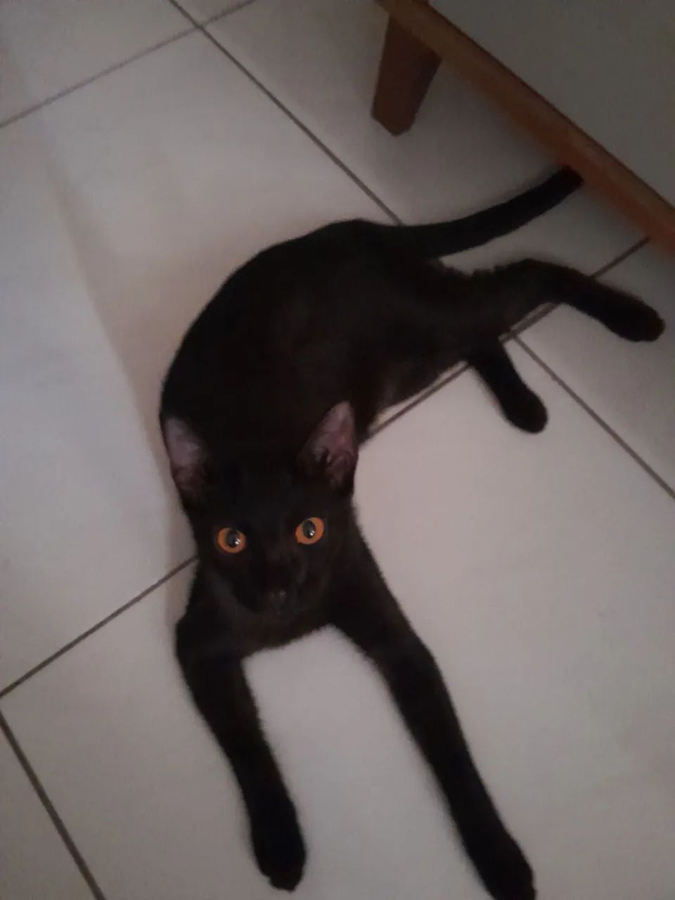 DOAÇAO DE GATA