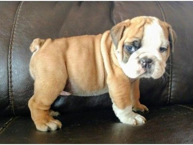Bulldog Inglês Filhotes Bulldog Ingles puros e lindos