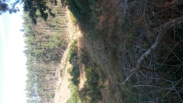 Fazenda na região de Carandai , MG* 20 hectares - Foto 3