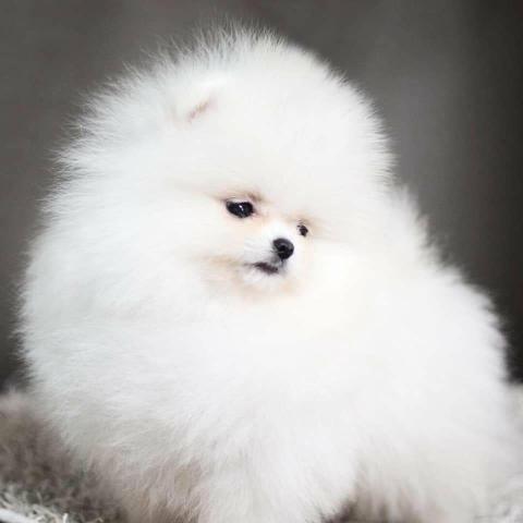 Lulu da Pomerania é no canil PS