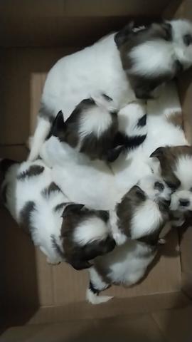Filhotes SHIH TZU - Foto 4