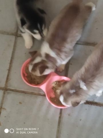 Husky - Foto 3