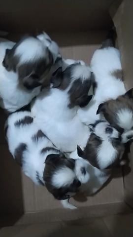 Filhotes SHIH TZU