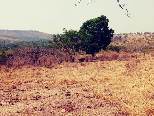 Fazenda de 51 alqueires para pecuária na região de Ipameri GO - Foto 7