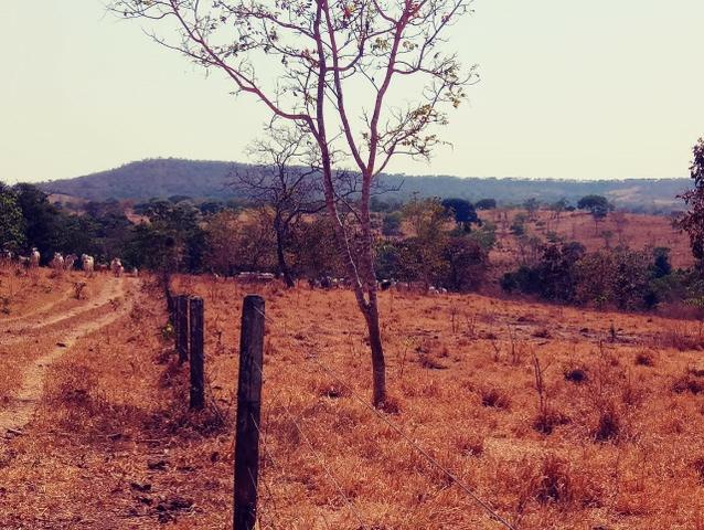 Fazenda de 51 alqueires para pecuária na região de Ipameri GO - Foto 5