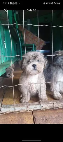 Filhotes de Shih tzu Lhasa - Cachorros e acessórios - Muribeca