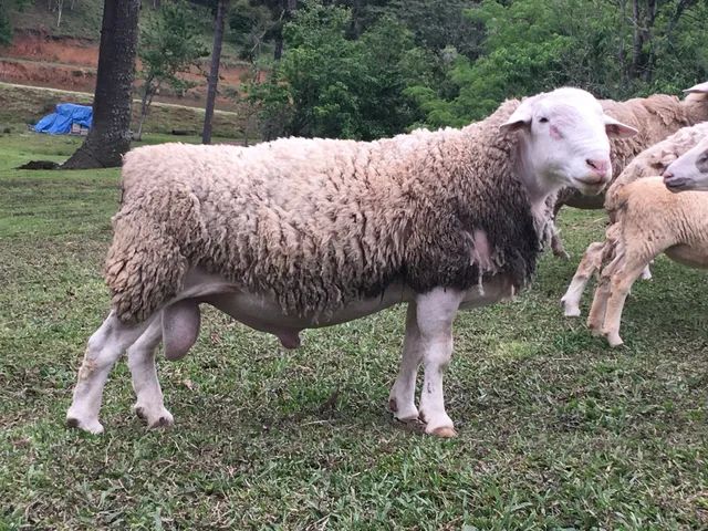 Adubo Orgânico - Esterco de Carneiro