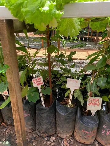 Mudas de Nativas do Cerrado, Frutíferas e Raras - Foto 4