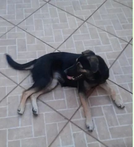 Cão para doação fêmea SRD - Foto 2