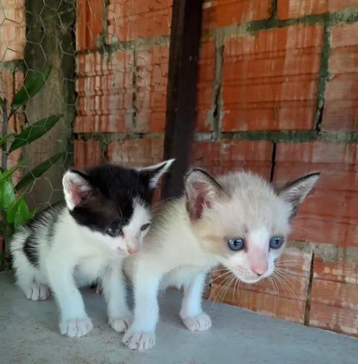 2 gatinhas  - Foto 3