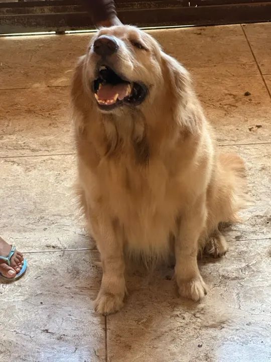 Golden Retriever a procura de uma namorada  - Foto 2