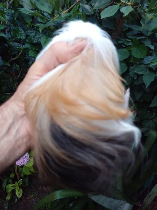 Porquinho da India, Inglês misto Sheltie, Macho - Foto 3