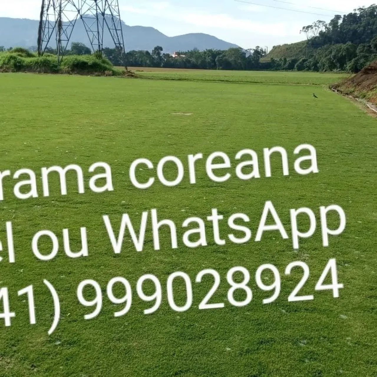 Grama coreana  - Foto 2
