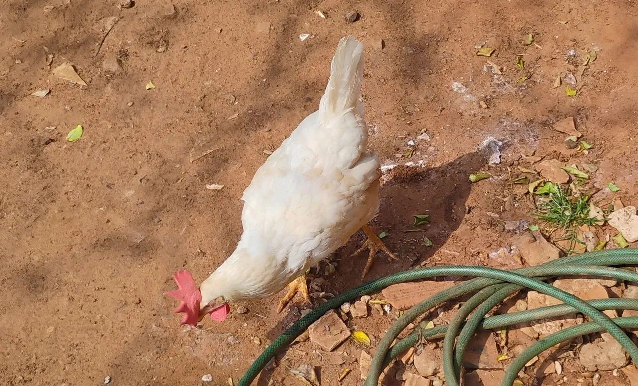 Vendo poedeiras de ovos azuis  - Foto 2