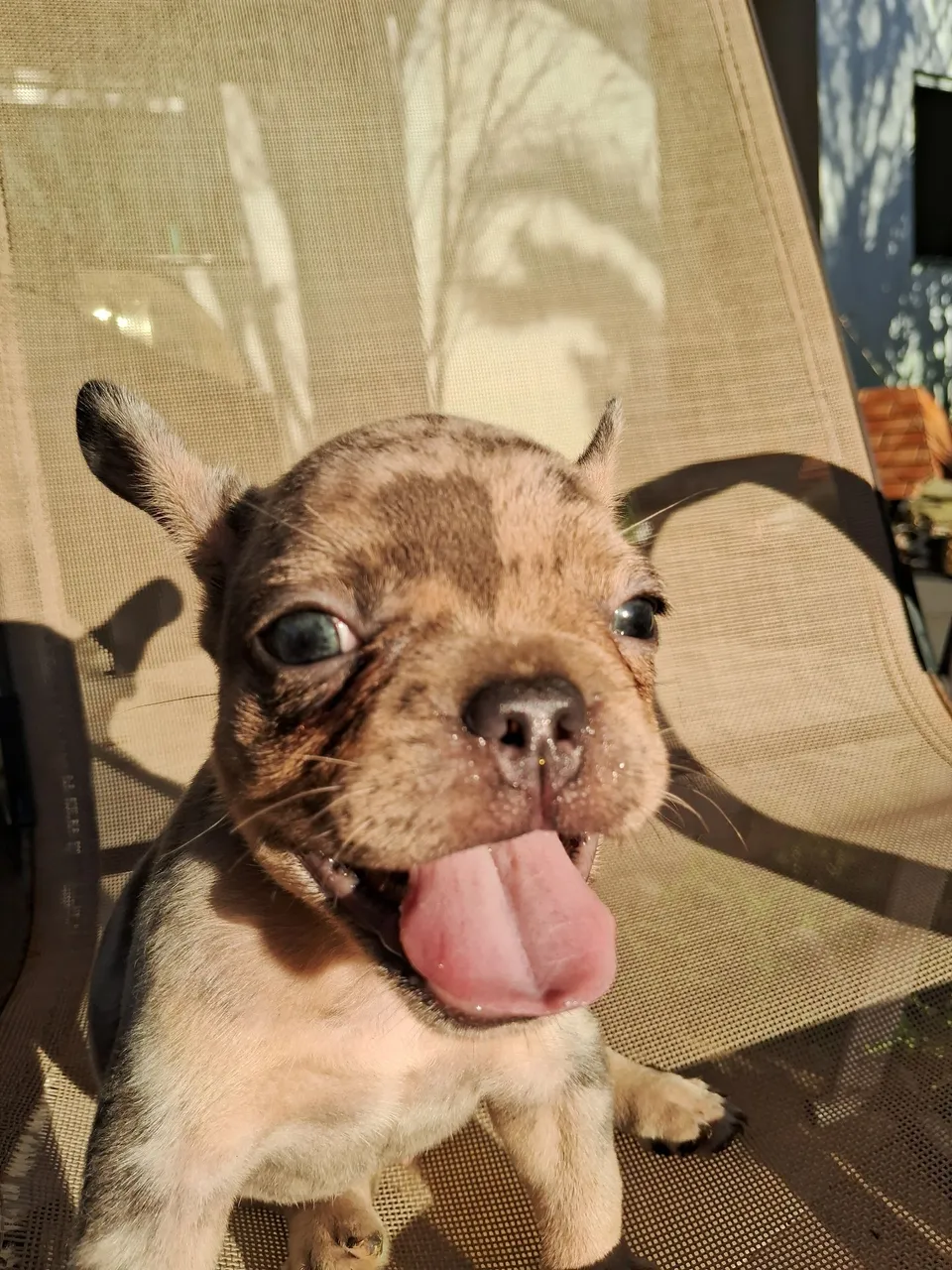 Filhote de Bulldog Francês