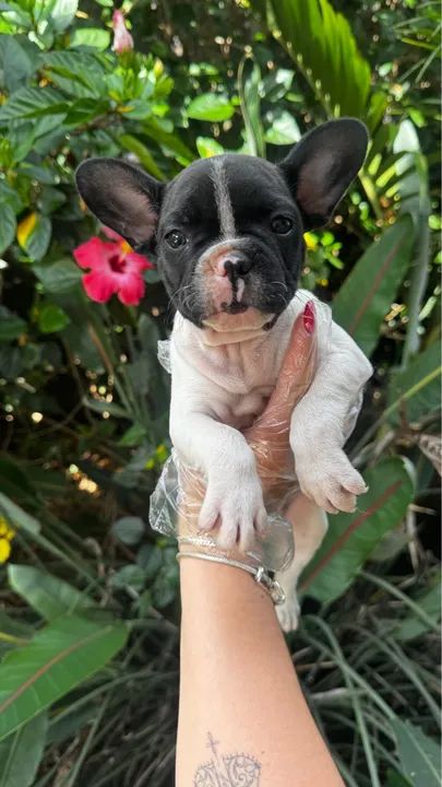 Bulldog francês com pedigree 