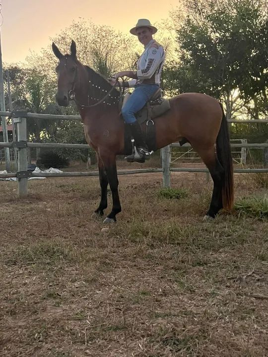 Garanhão Campolina Marcha Picada - Foto 2