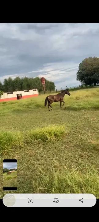 Vendo egua macia pra andar - Foto 3