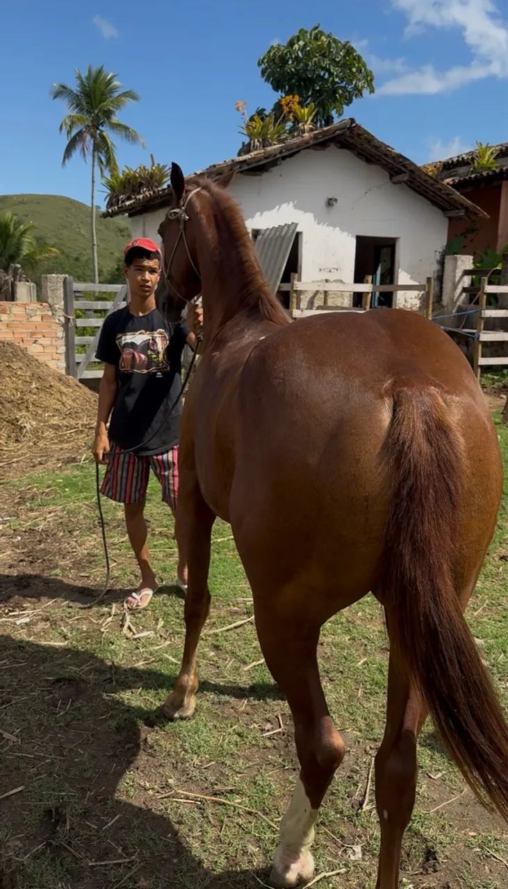  Cavalo de Direita para Vaquejada à Venda  - Foto 4