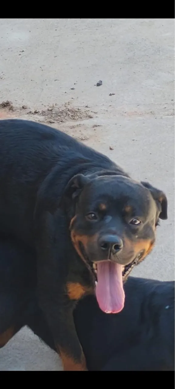 Rottweiler 